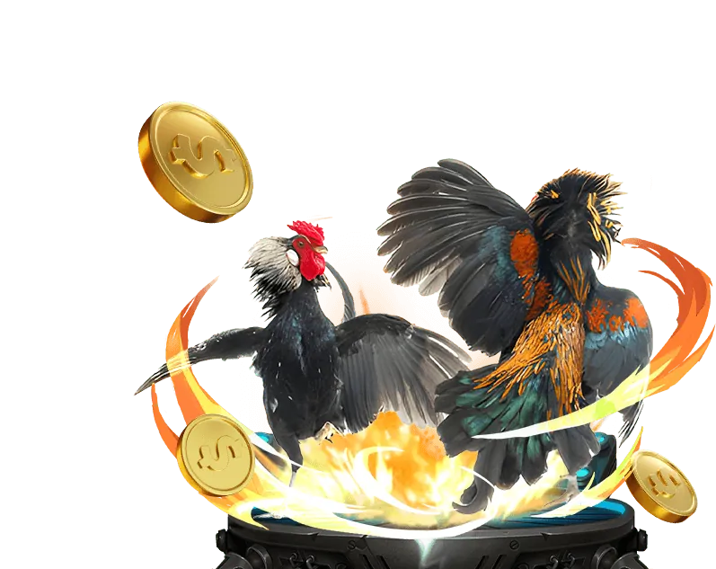 Điều kiện sân đấu và thời tiết ảnh hưởng đến đá gà